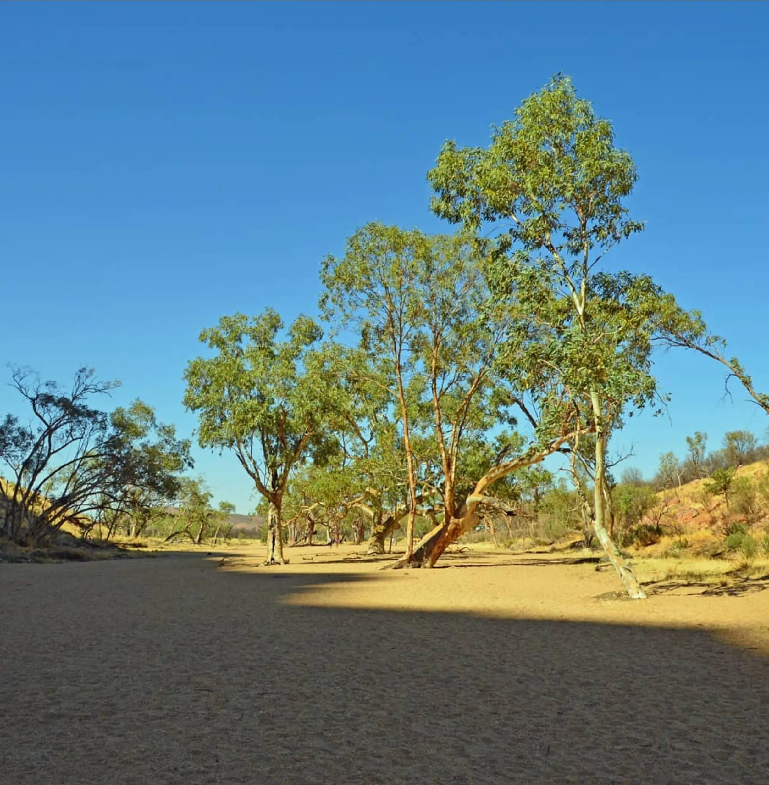 Simpsons Gap, Larapinta